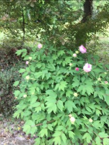 PEONIA1