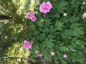 PEONIA2