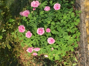 PEONIA3