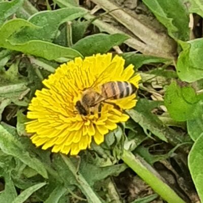 L’eleganza dell’ape